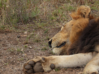 Male African lion sleeping 