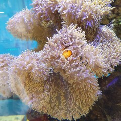 Fototapeta na wymiar poisson clown dans du corail