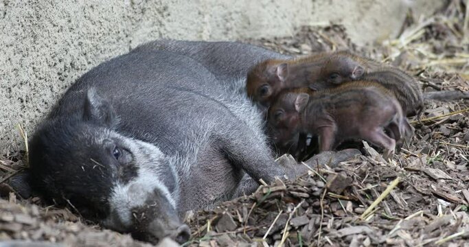 Small cute playful baby with lying mom sows of Visayan warty pig (Sus cebifrons) drinking milk, critically endangered species in the pig genus. It is endemic to Visayan Islands in the Philippines