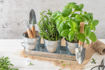 Home gardening. Rosemary and basil bush in pots, and gardening tools on wooden table