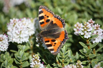 Kleiner Fuchs auf weißen Blüten bei Sonnenschein