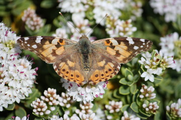 Distelfalter auf weißen Blüten bei Sonnenschein