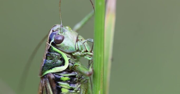 detail of feeding insect Roesel's Bush-cricket (Metrioptera roeselii) perched on a green grass leaf. Czech Republic, Europe wildlife