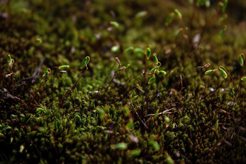 green moss close up background texture