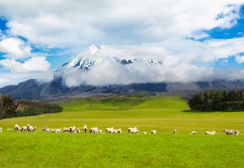 Tuinposter Mt. Ruapehu and fields with sheep © Fyle