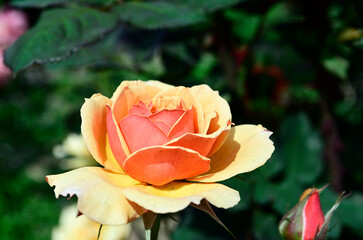 yellow rose in the garden