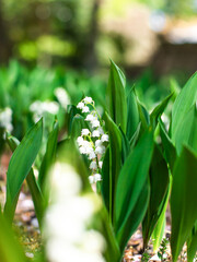 Obraz premium blooming lily of the valley on a green flower bed