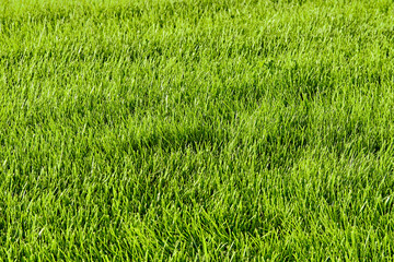 Template of fresh green lawn grass in the park close-up perspective view