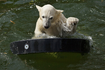 Polar bear cub (Ursus maritimus)