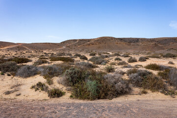 Barren volcanic landscape with dry plants and bushes in the Los Volcanes natural park in Lanzarote, Canary Islands, Spain.
