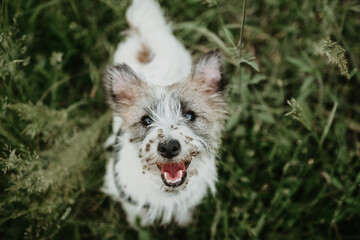 Jack russell puppy dog with  burdock burs on face on green grass - obrazy, fototapety, plakaty
