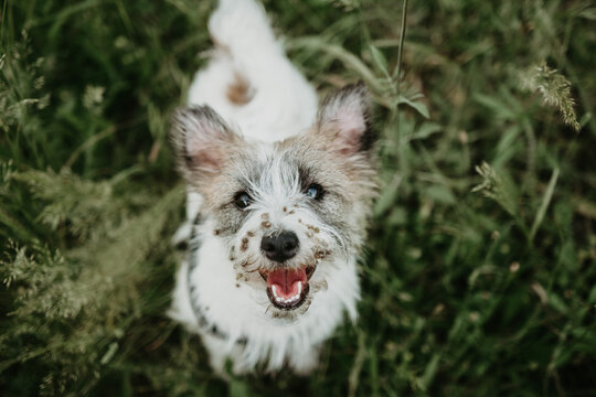 Jack russell puppy dog with  burdock burs on face on green grass