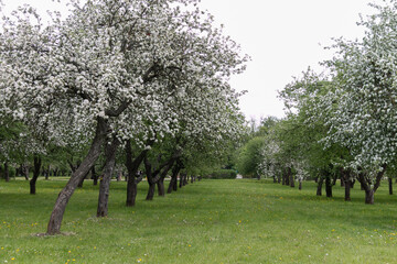 Alley with blossoming apple trees in the park in spring. White flowers on an apple tree.