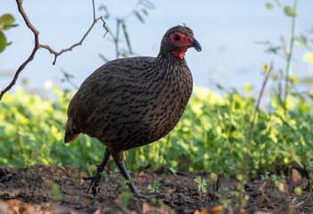 A Swainson's spurfowl forages in soft grass at the edge of a waterhole