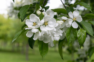 White flowers of an apple tree with green leaves on a branch. Close-up.