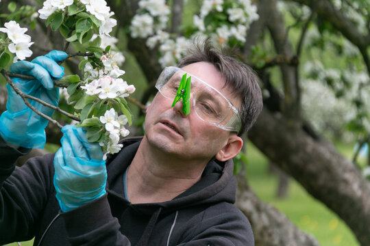 A man in plastic goggles, blue gloves and a clothespin on his nose sniffs the flowers of an apple tree. The concept of allergies and seasonal allergic rhinitis.