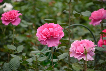 pink rose in the garden