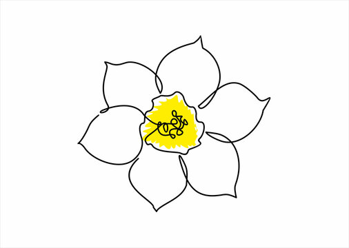 Daffodil flower in yellow color continuous line drawing. Blossoming Narcissus in spring isolated on white background. Garden flower with minimalist design in hand drawn style. Vector illustration