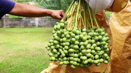 A bunch of fresh green dates hanging on the tree. Farmers are checking raw dates in organic...