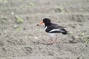 An Oystercatcher (Haematopus ostralegus) searching for Food, Peninsula Nordstrand, Germany, Europe