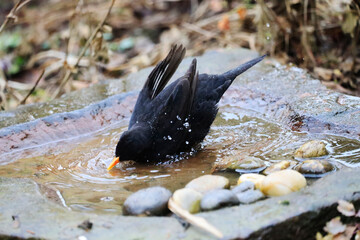 A Blackbird in a Garden, Germany, Europe