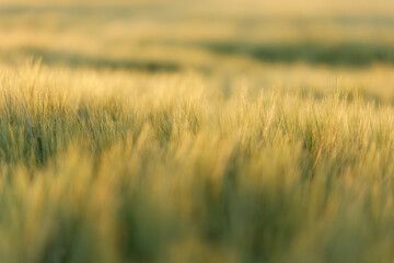 Weizenfeld in weichem Licht