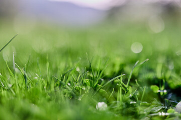 Green summer grass in the rays of sunlight, preserving the nature of the earth