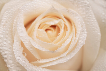 White rose close up