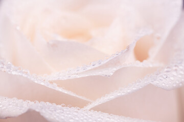 White Rose Petals Close up