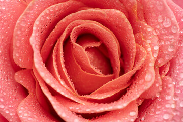 Pink rose close up