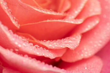 Pink rose macro