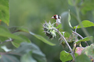 Chardonneret élégant