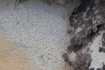 a background of fine sand and small rocks