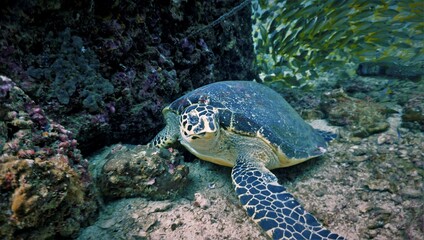 Underwater photo of a beautiful Hawksbill sea turtle