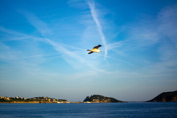Fly of the Seagull out of Procida