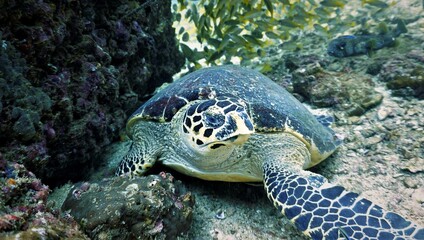 Naklejka na ściany i meble Underwater photo of a beautiful Hawksbill sea turtle