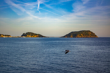 Seagull and Procida