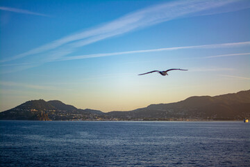 Fototapeta na wymiar Seagull and Ischia