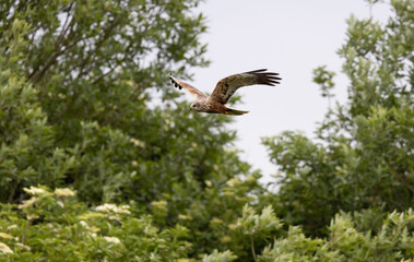 Western Marsh Harrier (Circus aeruginosus) Flying Low over a Reed bed at RSPB Titchwell in Norfolk