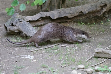 Fischotter im Zoo Zürich