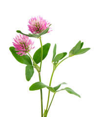 Clover flowers on a stem with green leaves, isolated on white background. Two red clover flowers.