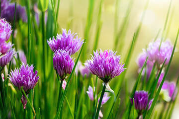 Violet wild onion Allium flowers in the sun. Blooming wild spring plants. Gardening and floriculture.