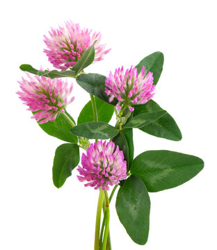 Clover flowers on a stem with green leaves, isolated on white background. Bouquet of red clover flowers.