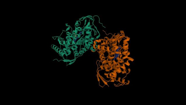 Crystal structure of human CYP7A1 dimer. Animated 3D cartoon and Gaussian surface models, PDB 3dax, black background.
