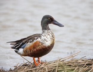 Male Northern Shoveler Duck (Spatula clypeata)