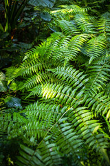 Fototapeta na wymiar Green fern on a gray background