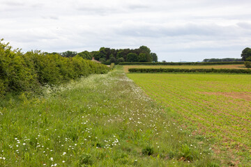 Wild flower Field Margin and hedgerow.  An example of how an agricultural field can be managed to...