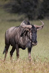 Naklejka na ściany i meble Blue Wildebeest or Brindled Gnu in the Kgalagadi