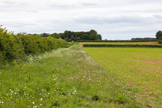 Wild flower Field Margin and hedgerow.  An example of how an agricultural field can be managed to allow wildlife to thrive alongside farming.  Taken in Norfolk.