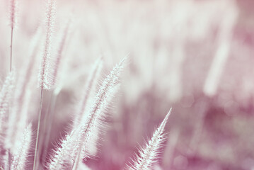 Soft and warm early morning  light on grass flower in fresh air of summer time. A cool earth toned...